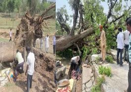 Himachal News Alert: हिमाचल में अंधड़ से गिरा आम का पेड़! चपेट में आने से स्टाफ नर्स की मौत