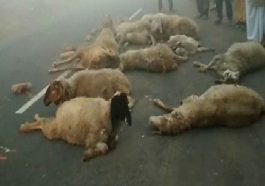 Himachal Accident: तेज रफ्तार वोल्वो का कहर! भेड़-बकरियों के झुंड को रौंदा, चार की मौत
