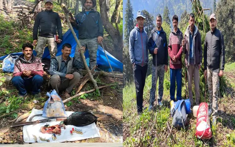 Himachal News Update: हिमाचल में दो मोनाल का अवैध शिकार! वन विभाग ने पकड़े शिकारी