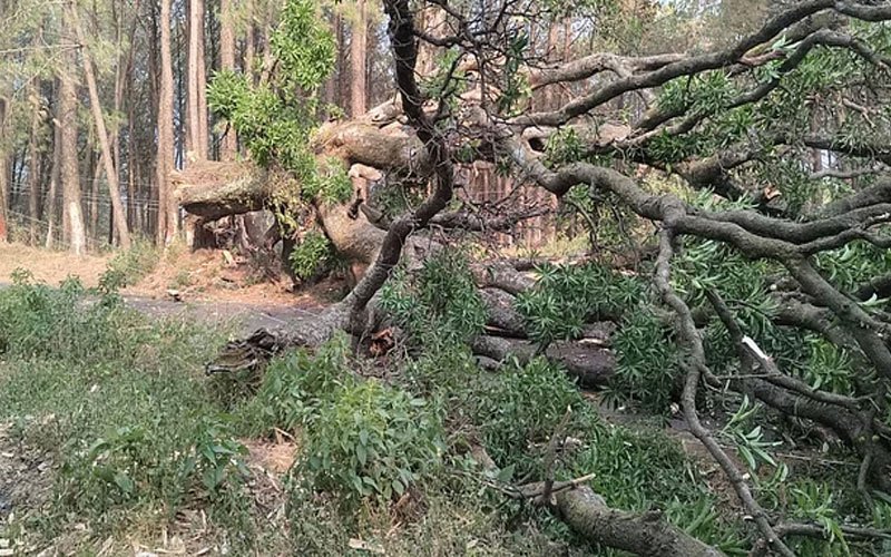 Himachal News Alert: हिमाचल में अंधड़ से गिरा पेड़! चपेट में आने से पूर्व सैनिक ने गवाई जान