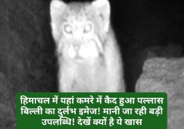 Himachal News Update: हिमाचल में यहां कमरे में कैद हुआ पल्लास बिल्ली का दुर्लभ इमेज! मानी जा रही बड़ी उपलब्धि! देखें क्यों है ये खास