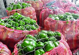 Himachal News: हिमाचल में शिमला मिर्च के दामों में उछाल! इतने रूपए प्रति किलो तक बिकी