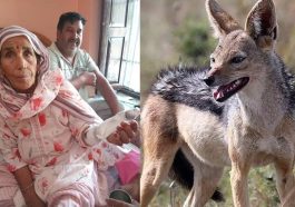 HP News: हिमाचल में गीदड़ ने बुजुर्ग महिला पर किया हमला! बुरी तरह लहूलुहान