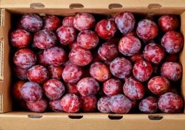 Himachal Latest News: सेंटारोजा प्लम के दामों में आया उछाल! इतने रूपए प्रतिकिलो बिका