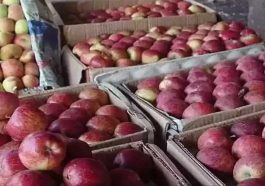 HP News: इस बार सेब उत्पादन का लक्ष्य 1.62 करोड़ बाॅक्स! सेब ढुलाई की गाड़ियों पर रखी जाएगी पैनी नज़र