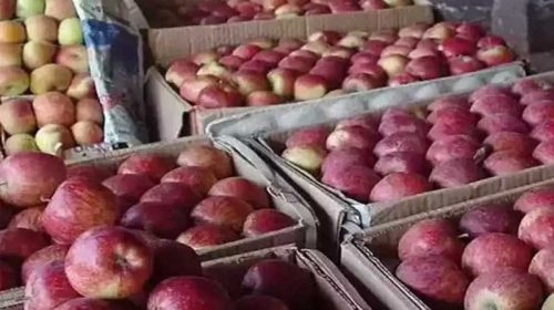 Apple Season: हिमाचल में सेब सीजन ने पकड़ी रफ्तार! 100 रुपये प्रतिकिलो तक मिल रहे दाम