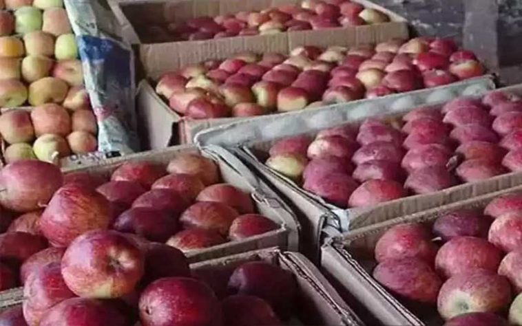 Apple Season: हिमाचल में सेब सीजन ने पकड़ी रफ्तार! 100 रुपये प्रतिकिलो तक मिल रहे दाम