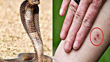 Himachal News Update: दोस्तों के साथ खड्ड में नहाने गए 24 वर्षीय युवक को सांप ने डंसा! हालत गंभीर