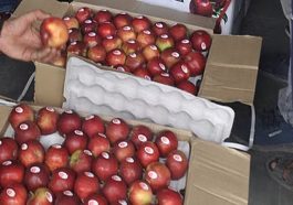 Apple Season: 150 रुपये प्रतिकिलो तक बिका गाला सेब! नाशपाती को मिले 2000 रुपये दाम…
