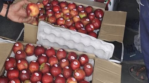 Apple Season: रिकॉर्ड भाव में बिका हिमाचल का सेब! पांच किलो के बॉक्स को मिले 1400 रूपए दाम…