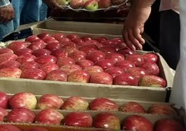 Apple Season: हिमाचल में सेब सीजन ने पकड़ी रफ्तार! 150 रुपये प्रतिकिलो बिका स्काॅरलेट सेब