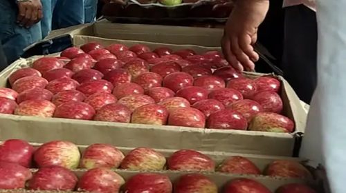 Apple Season: 1800 रुपये प्रति पेटी बिका राॅयल सेब! दामों में 300 रुपये तक की गिरावट से बागवान मायूस