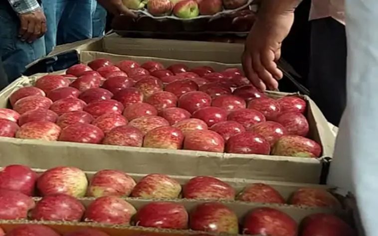 Apple Season: 1800 रुपये प्रति पेटी बिका राॅयल सेब! दामों में 300 रुपये तक की गिरावट से बागवान मायूस