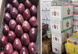 Himachal Latest News: 600 रुपये में बिकी सेब की पेटी! मंडी में ब्लैक अंबर प्लम को 150 रुपये मिले दाम