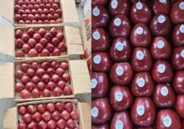 Apple Season: हिमाचल में सेब सीजन पकड़ रहा रफ्तार! 3700 रुपये में बिकी पेटी, बागवान खुश