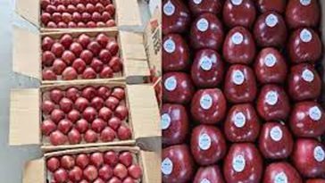 Apple Season: हिमाचल में सेब सीजन पकड़ रहा रफ्तार! 3700 रुपये में बिकी पेटी, बागवान खुश