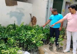 Monsoon Season: यहां मिल रहे बरसात के मौसम में लगने वाले फलदार पौधे! इस भाव में बिक रहे….