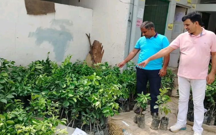 Monsoon Season: यहां मिल रहे बरसात के मौसम में लगने वाले फलदार पौधे! इस भाव में बिक रहे….