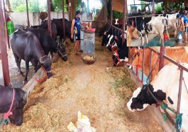 HP News: हिमाचल के हरभजन 20 गाय व 6 भैंस पालकर रोज़ बेच रहे एक से डेढ क्विंटल दूध! हो रही अच्छी आमदन