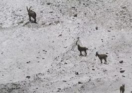 Himalayan Ibex: हिमाचल में यहां दिखे हिमालयन आईबैक्स! अब वन्य प्राणी विभाग को बर्फानी तेंदुए की तलाश