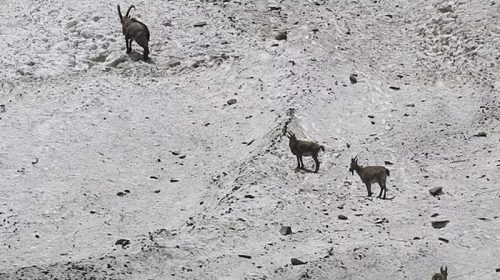 Himalayan Ibex: हिमाचल में यहां दिखे हिमालयन आईबैक्स! अब वन्य प्राणी विभाग को बर्फानी तेंदुए की तलाश