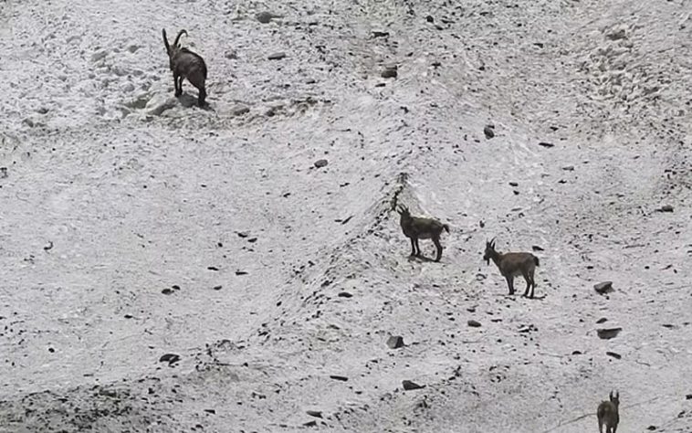 Himalayan Ibex: हिमाचल में यहां दिखे हिमालयन आईबैक्स! अब वन्य प्राणी विभाग को बर्फानी तेंदुए की तलाश