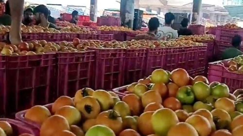 Tomato Price In Himachal: हिमाचल में टमाटर के भाव गिरे! 1600 से लुढ़क कर 800 रह गए दाम