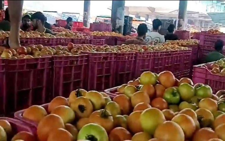 Tomato Price In Himachal: हिमाचल में टमाटर के भाव गिरे! 1600 से लुढ़क कर 800 रह गए दाम