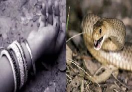 Snake Bite: शादी समारोह से लौटते 26 वर्षीय महिला को सांप ने डंसा! अस्पताल में हुई मौत