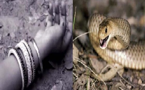 Snake Bite: शादी समारोह से लौटते 26 वर्षीय महिला को सांप ने डंसा! अस्पताल में हुई मौत