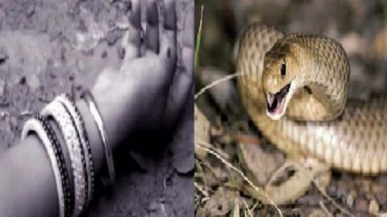 Snake Bite: शादी समारोह से लौटते 26 वर्षीय महिला को सांप ने डंसा! अस्पताल में हुई मौत