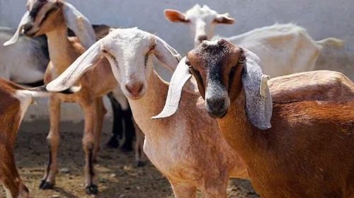 Himachal News Update: गौशाला से 25 भेड़-बकरियां चुरा ले गए शातिर! कीमत 2.50 लाख