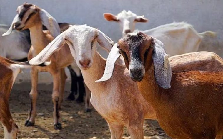 Himachal News Update: गौशाला से 25 भेड़-बकरियां चुरा ले गए शातिर! कीमत 2.50 लाख