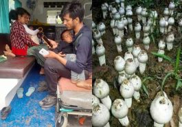 Himachal News Update: हिमाचल में जंगली मशरूम खाने से बिगड़ी परिवार के पांच सदस्यों की तबीयत! अस्पताल में भर्ती