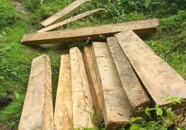 Himachal Crime News: हिमाचल में देवदार के 54 स्लीपर बरामद! कीमत तीन लाख