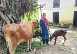 HP News: गायों के कृत्रिम गर्भाधान और नस्ल सुधार से लाभान्वित हो रहे हिमाचल के पशु पालक