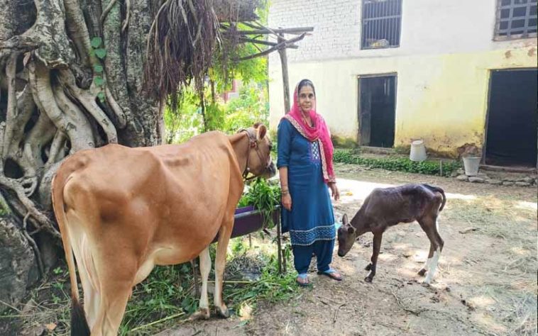 HP News: गायों के कृत्रिम गर्भाधान और नस्ल सुधार से लाभान्वित हो रहे हिमाचल के पशु पालक