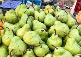 HP News: बाबूगोशा नाशपाती ने मंडियों में दी दस्तक! बेहतर दाम मिलने से बागवान गदगद