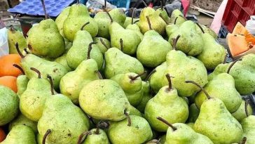 Himachal News: 2500 रुपये में बिका नाशपाती का बॉक्स! इस सीजन का रिकॉर्ड रेट मिलने से बागवान खुश