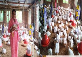 HP News: हिम कुक्कुट पालन योजना अपना कर हेमा कुमारी ने चुना स्वरोजगार व आत्मनिर्भरता का रास्ता