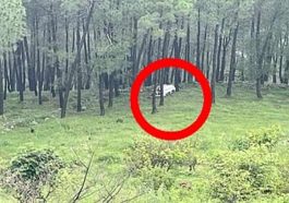 Accident In Himachal: गहरी खाई में लुढ़की कार! एक युवक की मौत दूसरा घायल