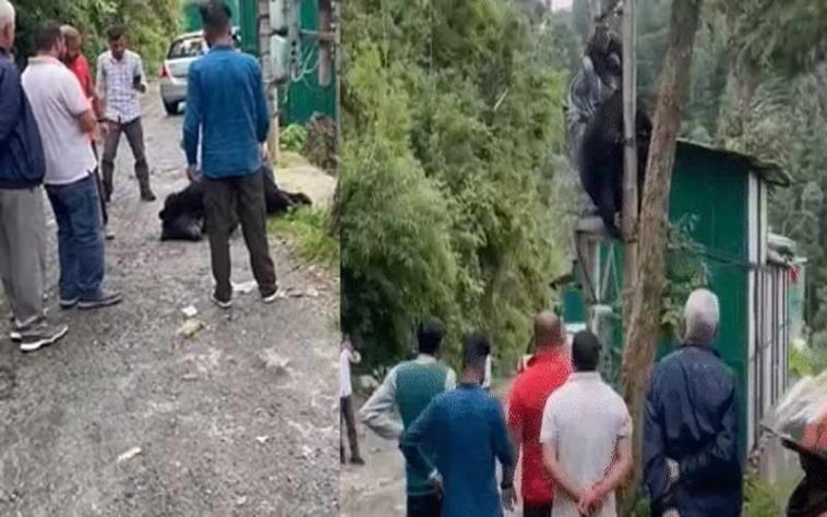 Himachal News Alert: बच्चे को बचाने के चक्कर में ट्रांसफार्मर पर चढ़ी मादा भालू! दोनों की मौत