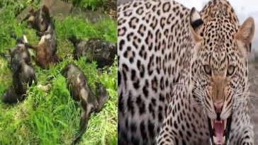 Leopard Attack: तेंदुए के आतंक से सहमे लोग! गौशाला का दरवाजा तोड़कर 25 भेड़-बकरियों को मौत के घाट उतारा