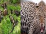 Leopard Attack: तेंदुए के आतंक से सहमे लोग! गौशाला का दरवाजा तोड़कर 25 भेड़-बकरियों को मौत के घाट उतारा