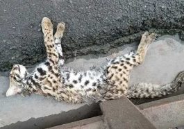 Himachal News Alert: हिमाचल में यहां मृत मिला तेंदुए का शावक! वन विभाग ने कब्जे में लिया, लोगों में दहशत