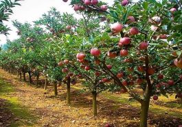 Himachal News: अब पेड़ पर लगे सेब को खुद तोड़ सकेंगे हिमाचल आने वाले सैलानी! पढ़े पूरी खबर