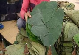 HP News: अब संकट मोचन मंदिर में भी पत्तल में परोसा जाएगा लंगर! विवाह व अन्य समारोह में भी बढ़ी पत्तल की मांग…