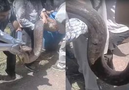 Himachal News Update: हिमाचल में यहां मिला 12 फुट लंबा अजगर! वन विभाग ने किया रेस्क्यू