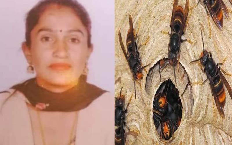 Sirmour News: मवेशी चराने जंगल गई महिला पर रंगड़ों ने किया हमला! दर्दनाक मौत