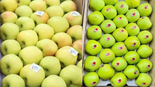 Golden Apples: व्यापारियों की पहली पसंद बना गोल्डन सेब! दामों में इजाफा होने से बागवान खुश